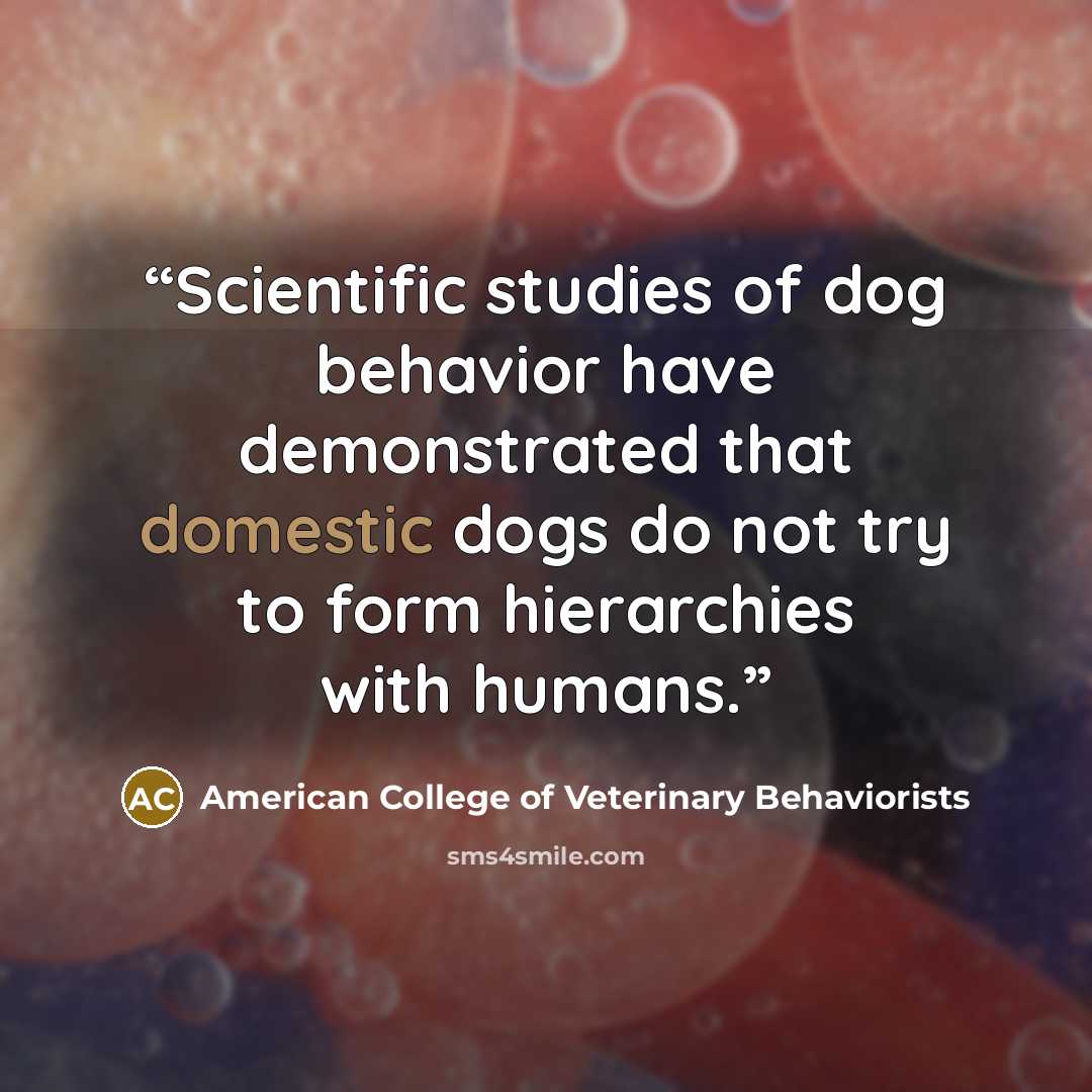 “Scientific studies of dog behavior have demonstrated that domestic dogs do not try to form hierarchies with humans.” quote by American College of Veterinary Behaviorists