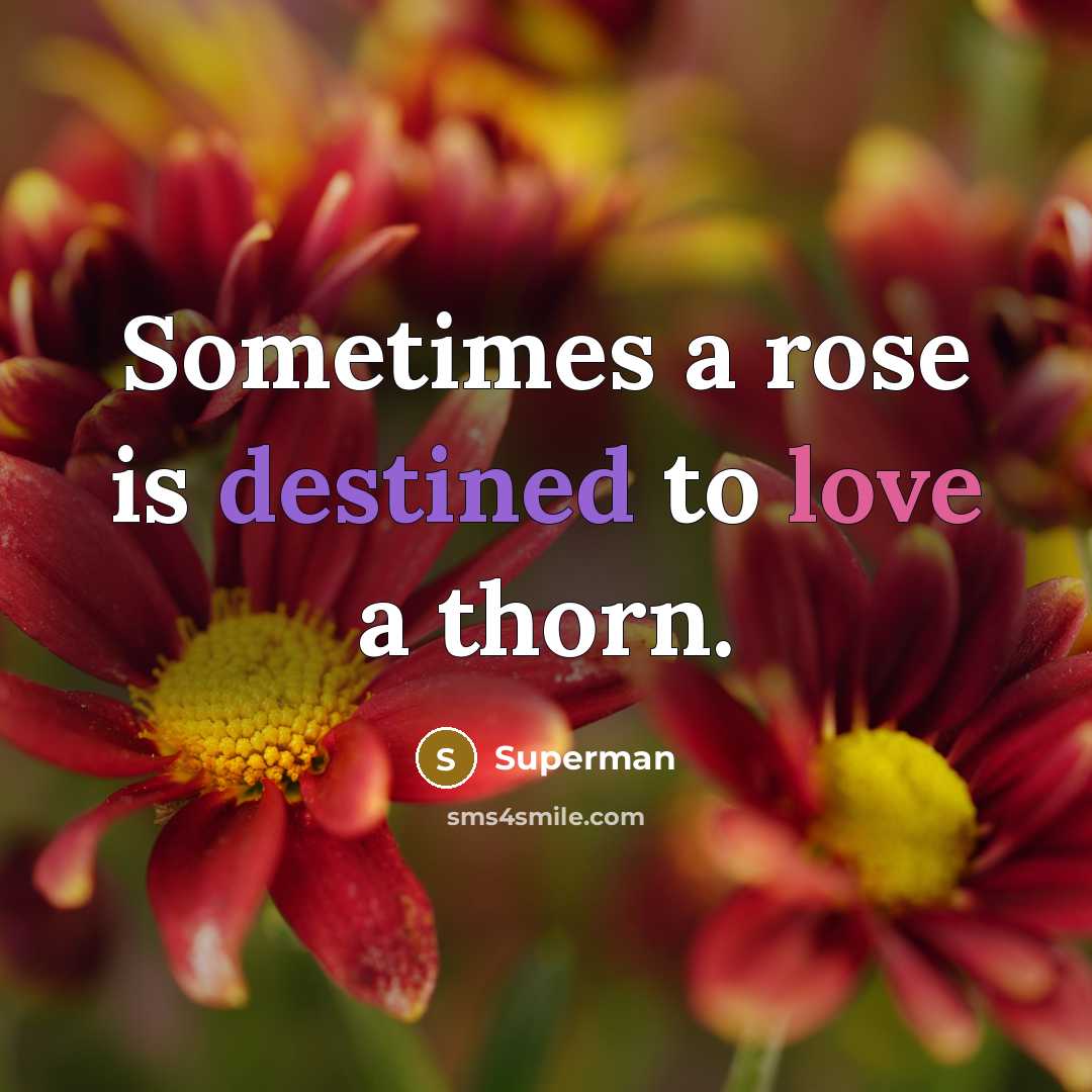 “Sometimes a rose is destined to love a thorn.…” quote by Superman