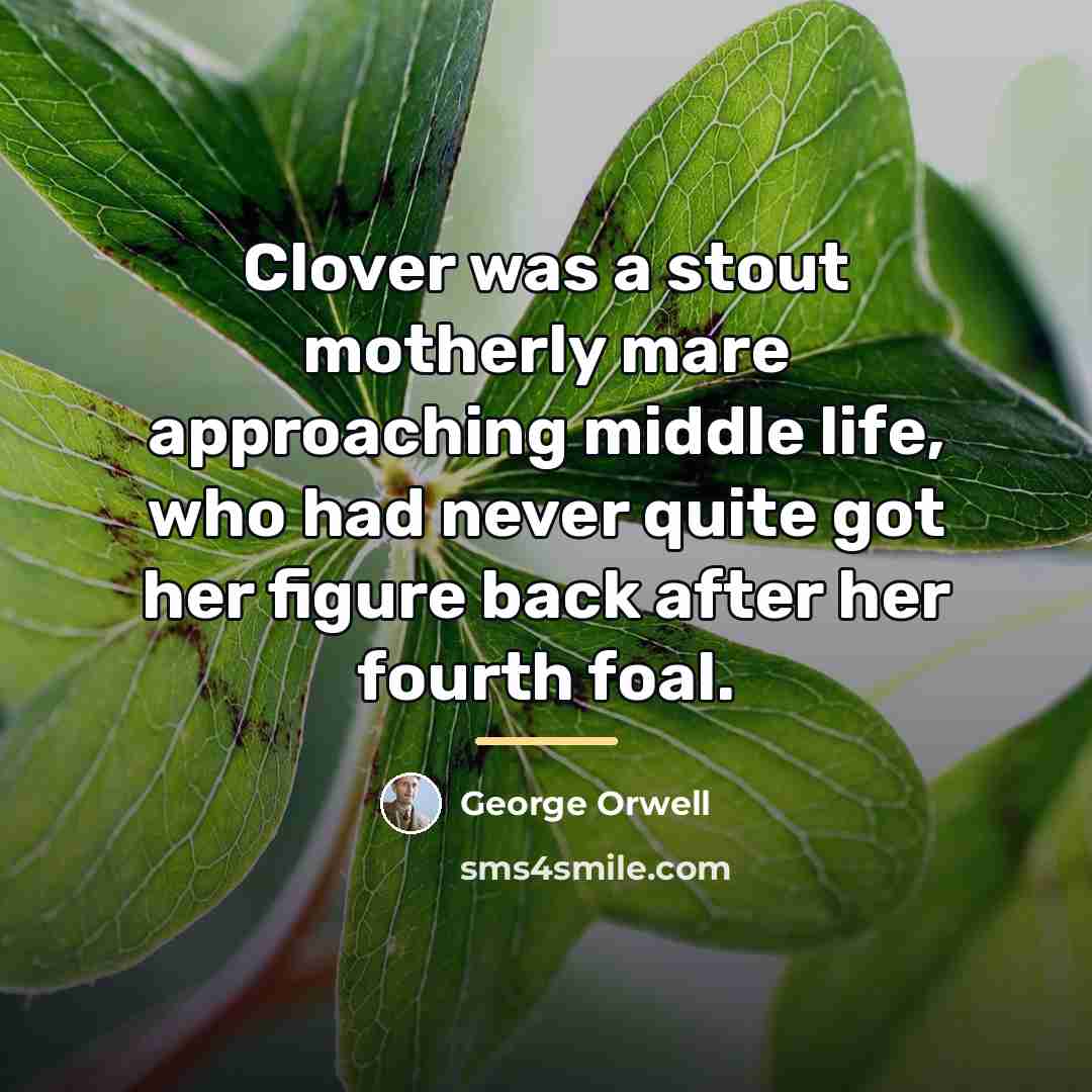 “Clover was a stout motherly mare approaching middle life, who…” quote by George Orwell