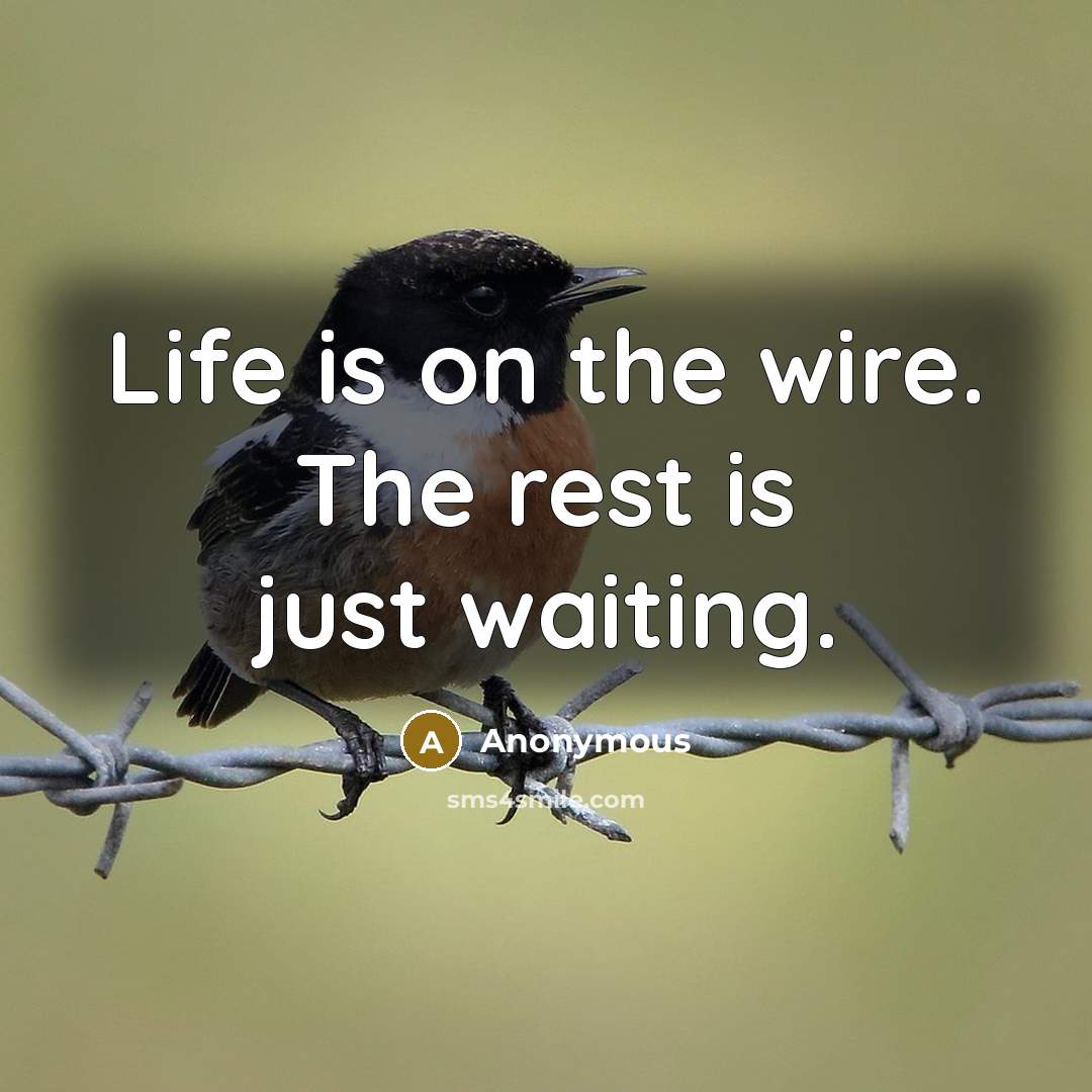 “Life is on the wire. The rest is just waiting.…” quote by Anonymous