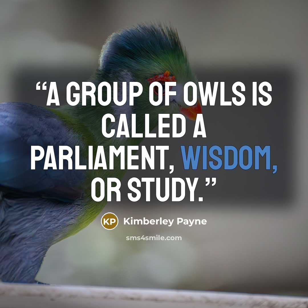 “A group of owls is called a parliament, wisdom, or study.” quote by Kimberley Payne