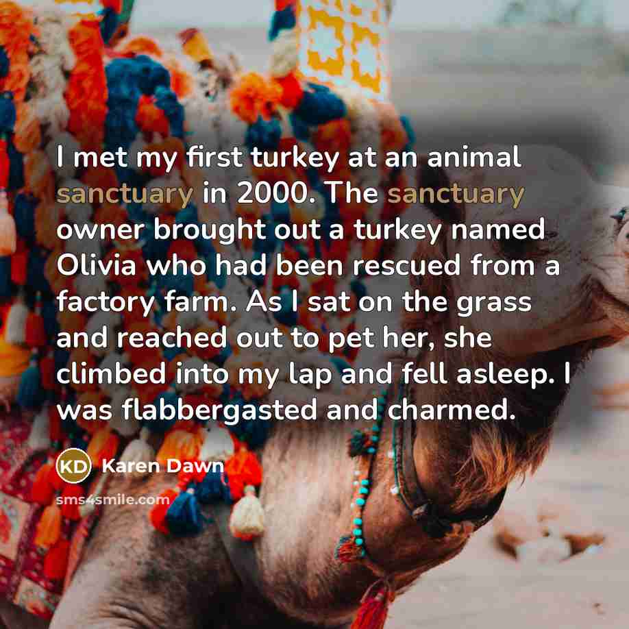 “I met my first turkey at an animal sanctuary in…” quote by Karen Dawn