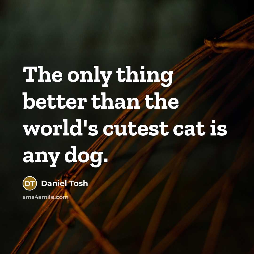 “The only thing better than the world's cutest cat is…” quote by Daniel Tosh