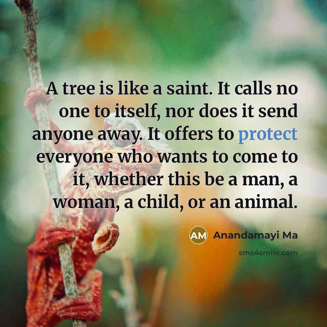 “A tree is like a saint. It calls no one…” quote by Anandamayi Ma