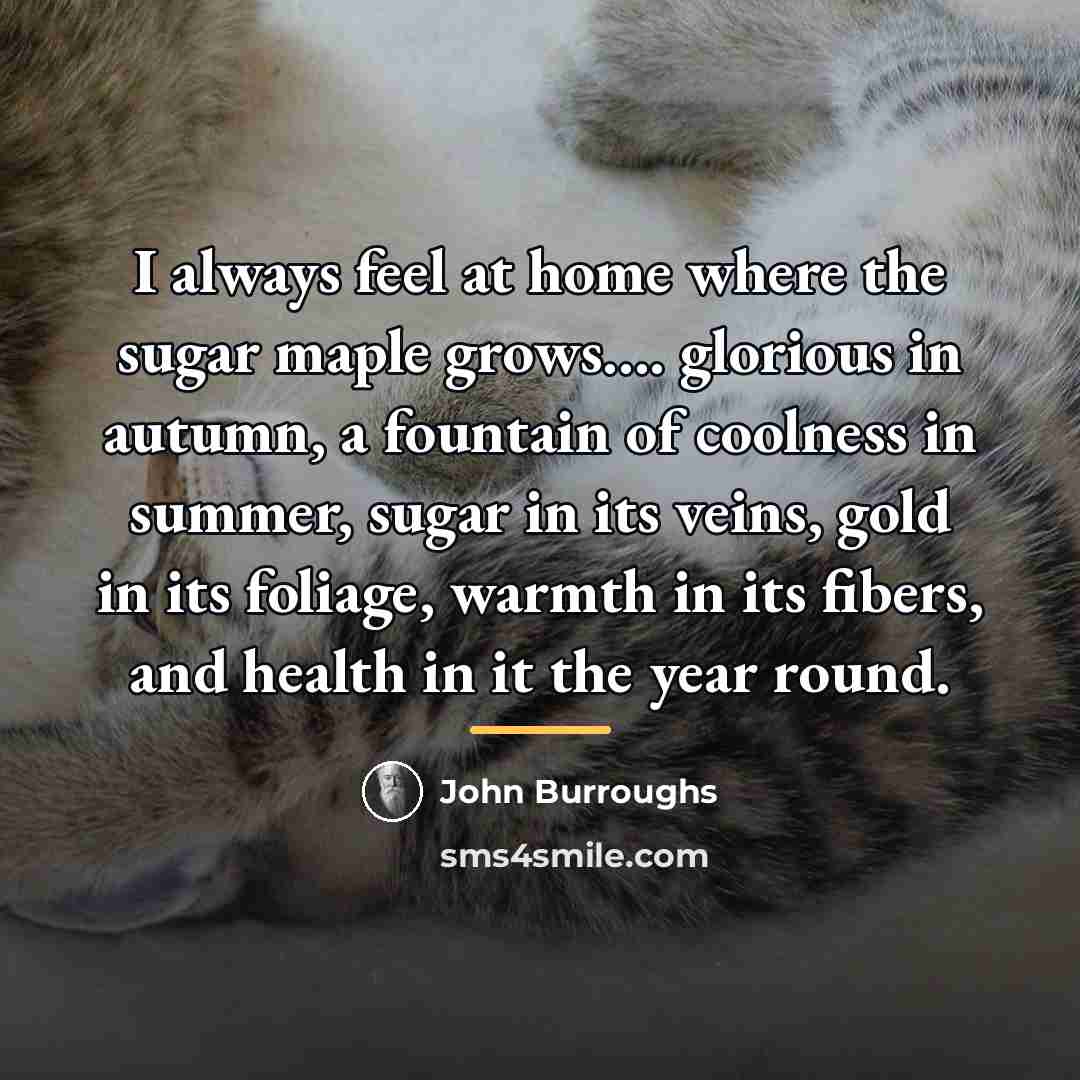 “I always feel at home where the sugar maple grows....…” quote by John Burroughs