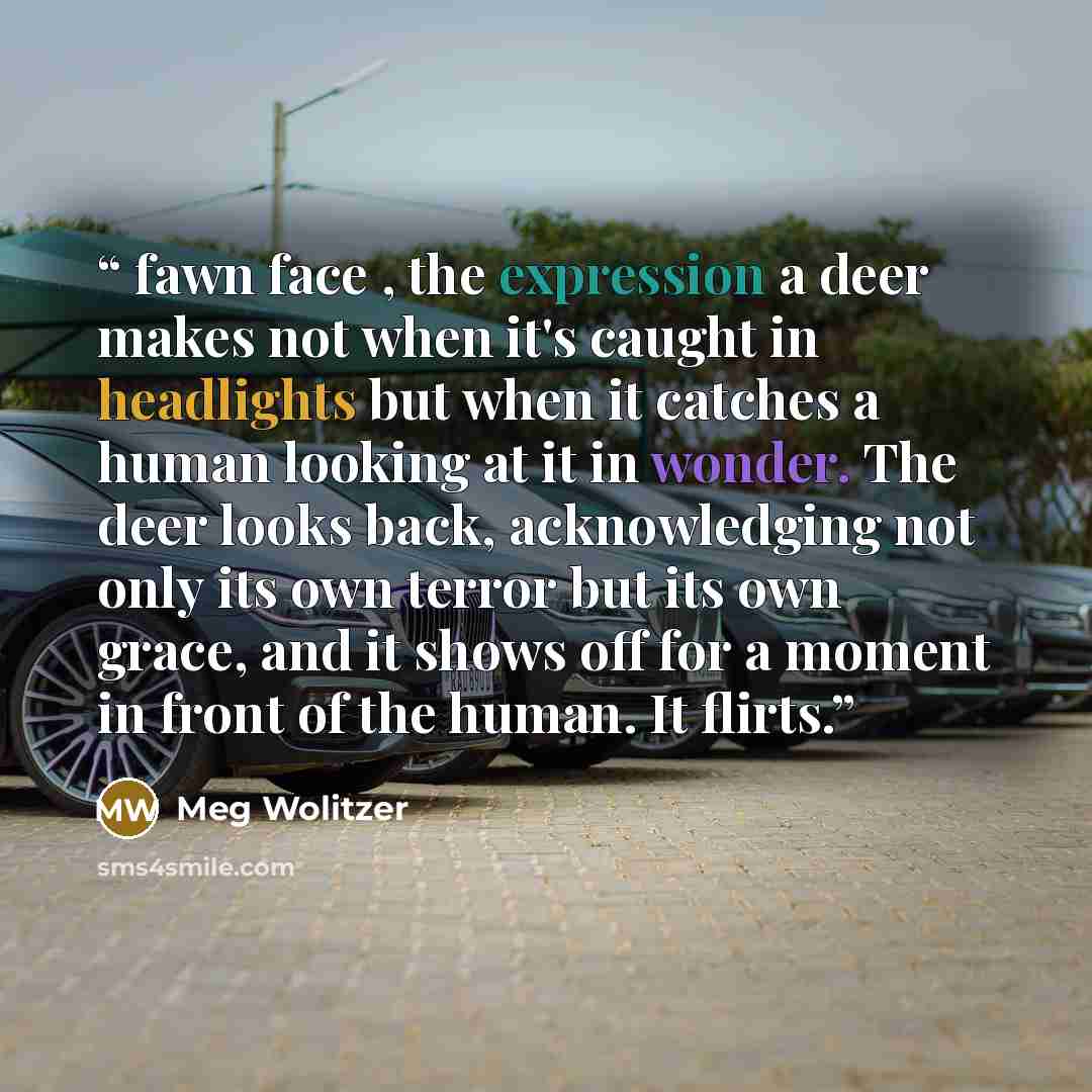 “fawn face , the expression a deer makes not when it's caught in headlights but when it catches a human looking at it in wonder. The deer looks back, acknowledging not only its own terror but its own grace, and it shows off for a moment in front of the human. It flirts.” quote by Meg Wolitzer