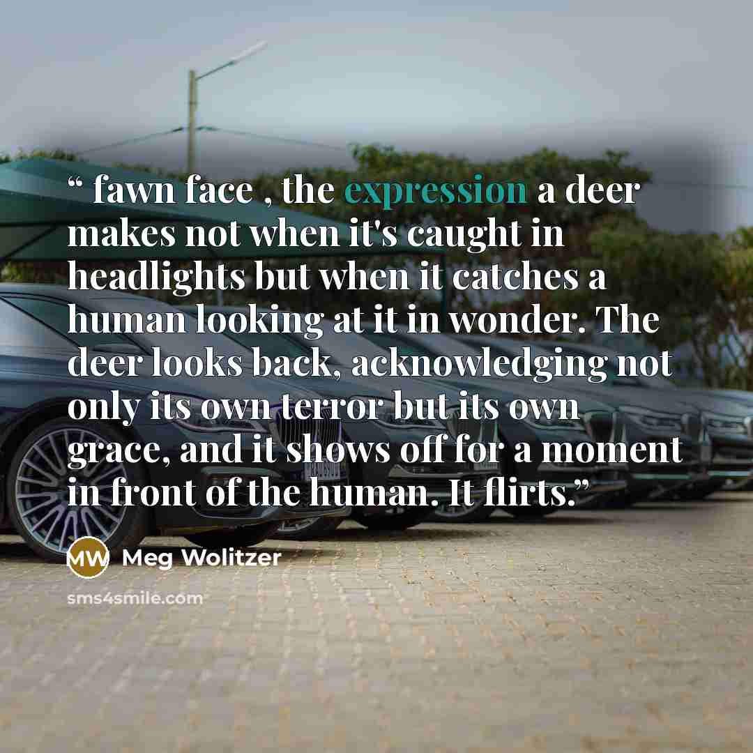 “fawn face , the expression a deer makes not when it's caught in headlights but when it catches a human looking at it in wonder. The deer looks back, acknowledging not only its own terror but its own grace, and it shows off for a moment in front of the human. It flirts.” quote by Meg Wolitzer
