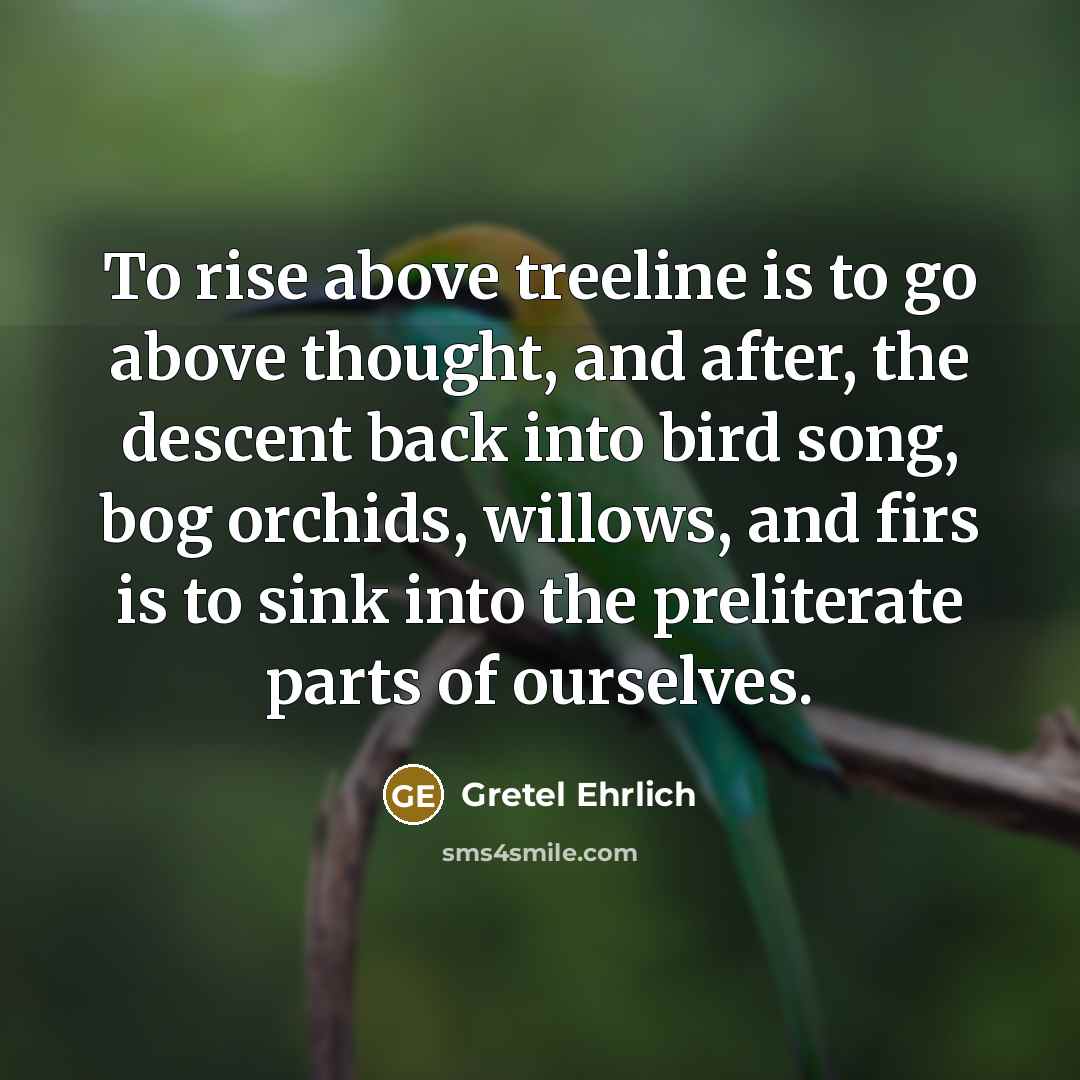 “To rise above treeline is to go above thought, and…” quote by Gretel Ehrlich