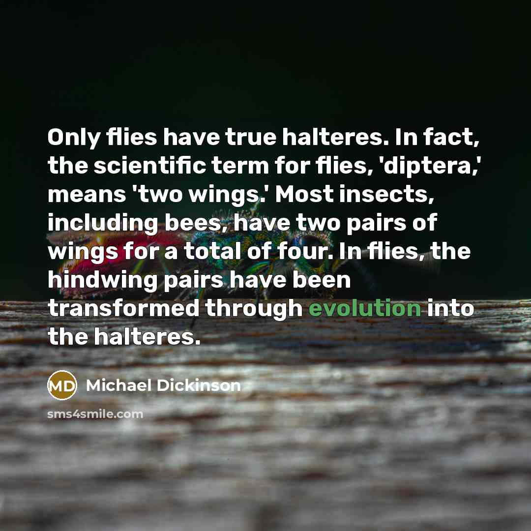 “Only flies have true halteres. In fact, the scientific term…” quote by Michael Dickinson