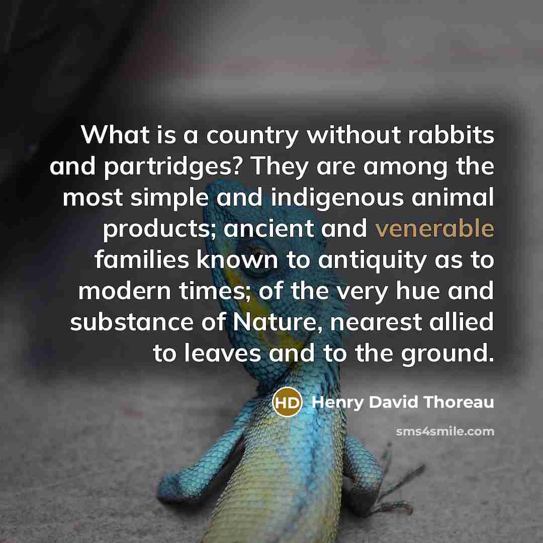 “What is a country without rabbits and partridges? They are…” quote by Henry David Thoreau