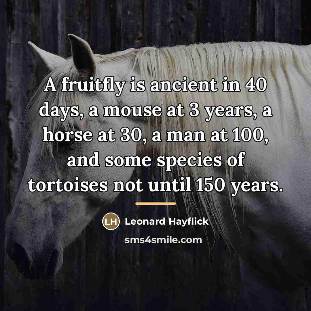 “A fruitfly is ancient in 40 days, a mouse at…” quote by Leonard Hayflick