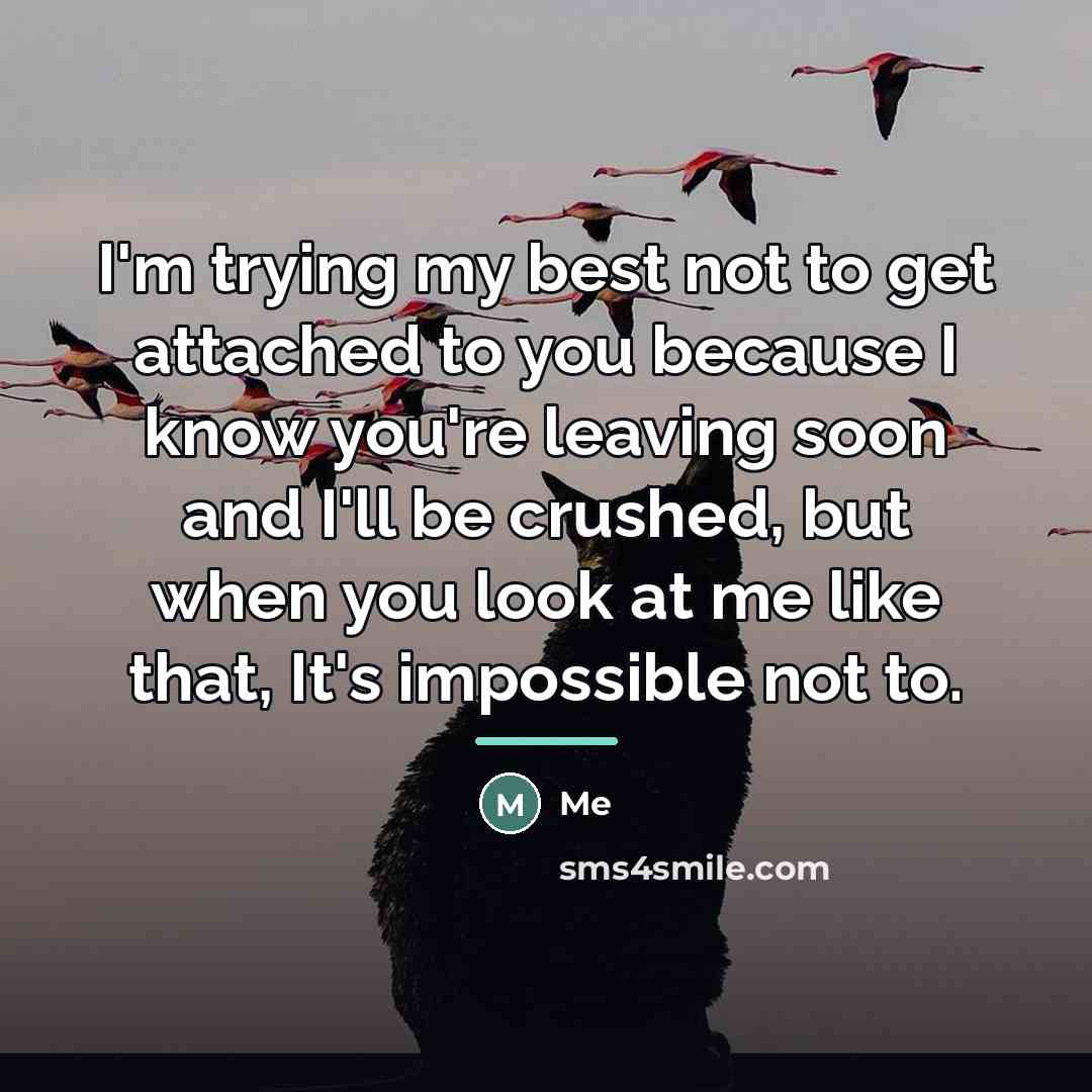 “I'm trying my best not to get attached to you…” quote by Me