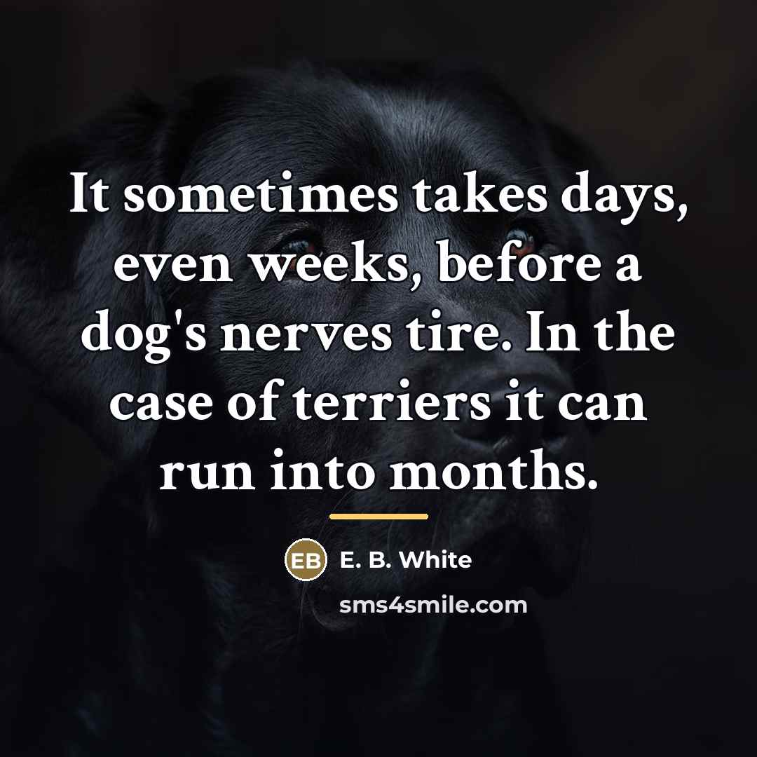 “It sometimes takes days, even weeks, before a dog's nerves…” quote by E. B. White