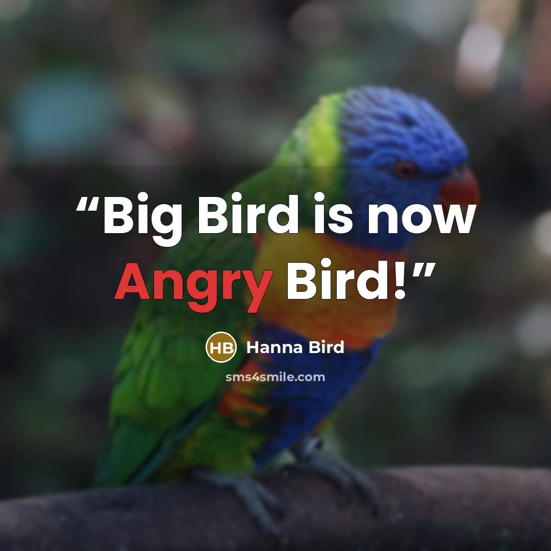 “Big Bird is now Angry Bird!” quote by Hanna Bird