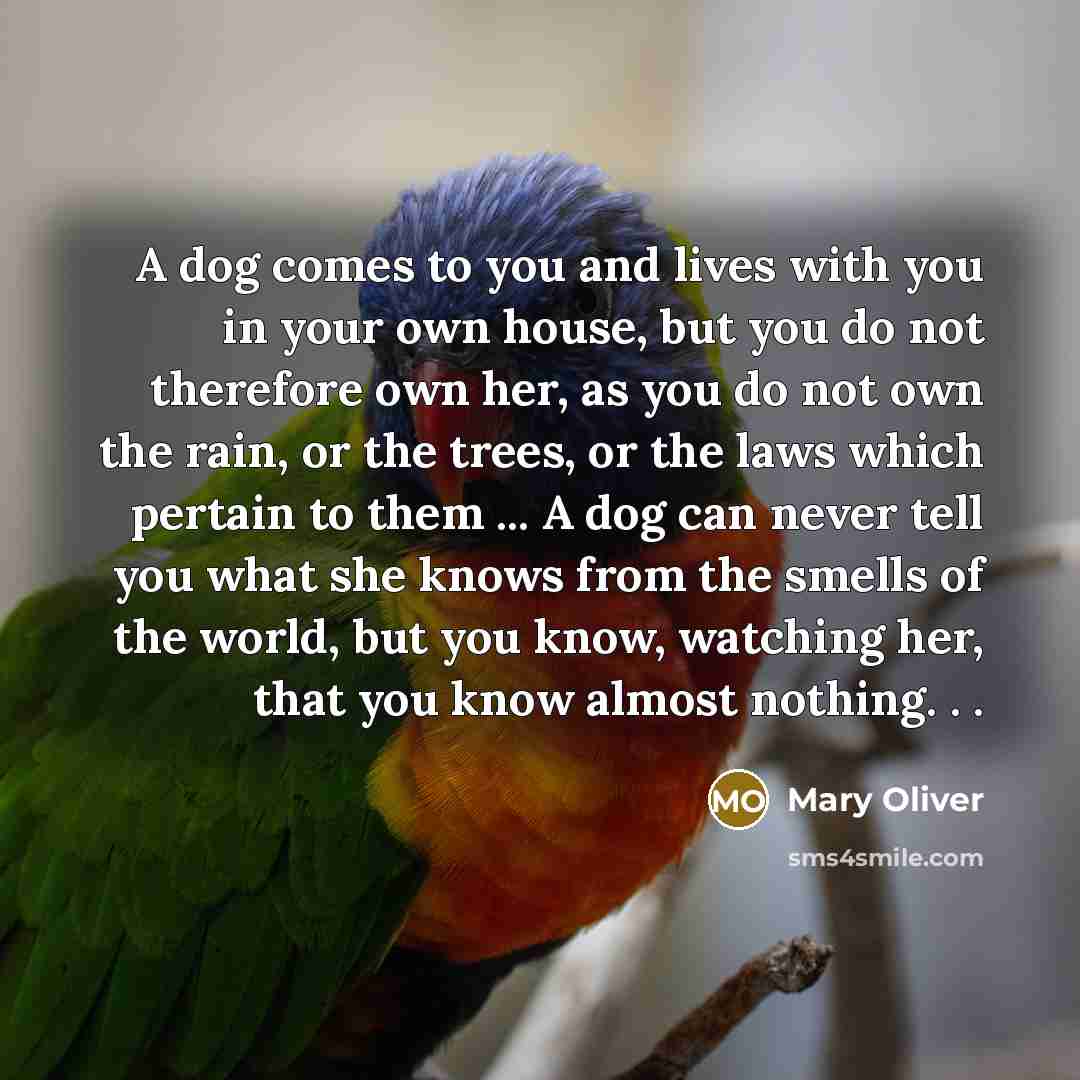 “A dog comes to you and lives with you in your own house, but you do not therefore own her, as you do not own the rain, or the trees, or the laws which pertain to them ... A dog can never tell you what she knows from the smells of the world, but you know, watching her, that you know almost nothing…” quote by Mary Oliver