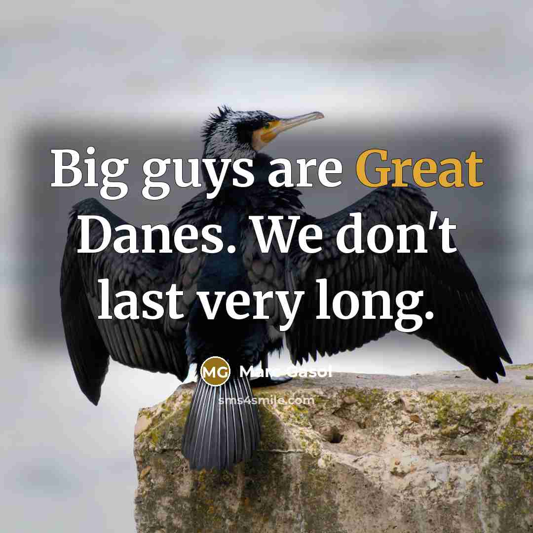 “Big guys are Great Danes. We don't last very long.…” quote by Marc Gasol