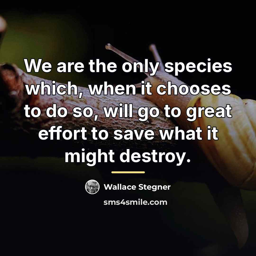 “We are the only species which, when it chooses to…” quote by Wallace Stegner