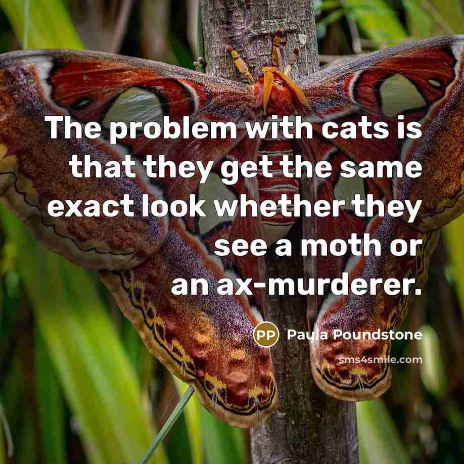 “The problem with cats is that they get the same exact look whether they see a moth or an ax-murderer.” quote by Paula Poundstone