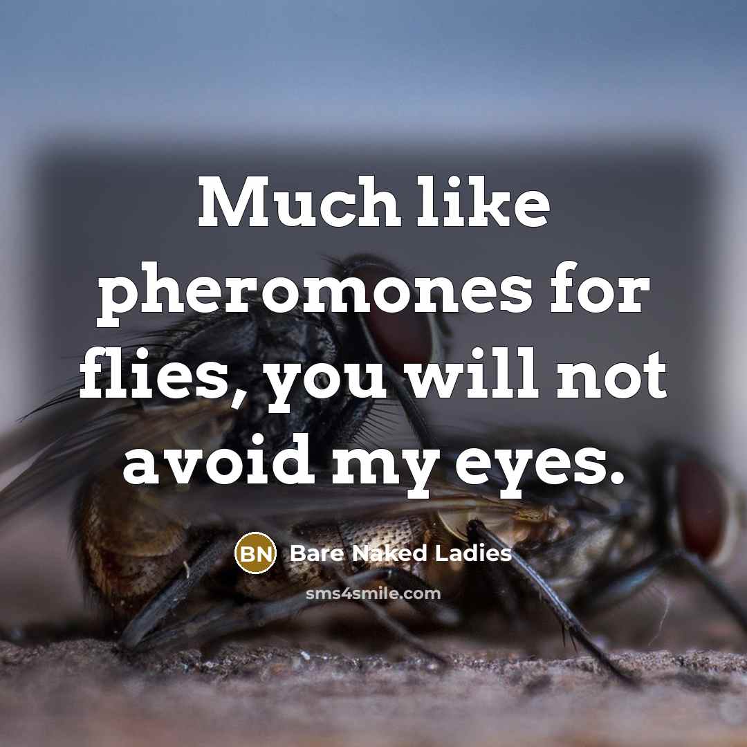 “Much like pheromones for flies, you will not avoid my…” quote by Bare Naked Ladies