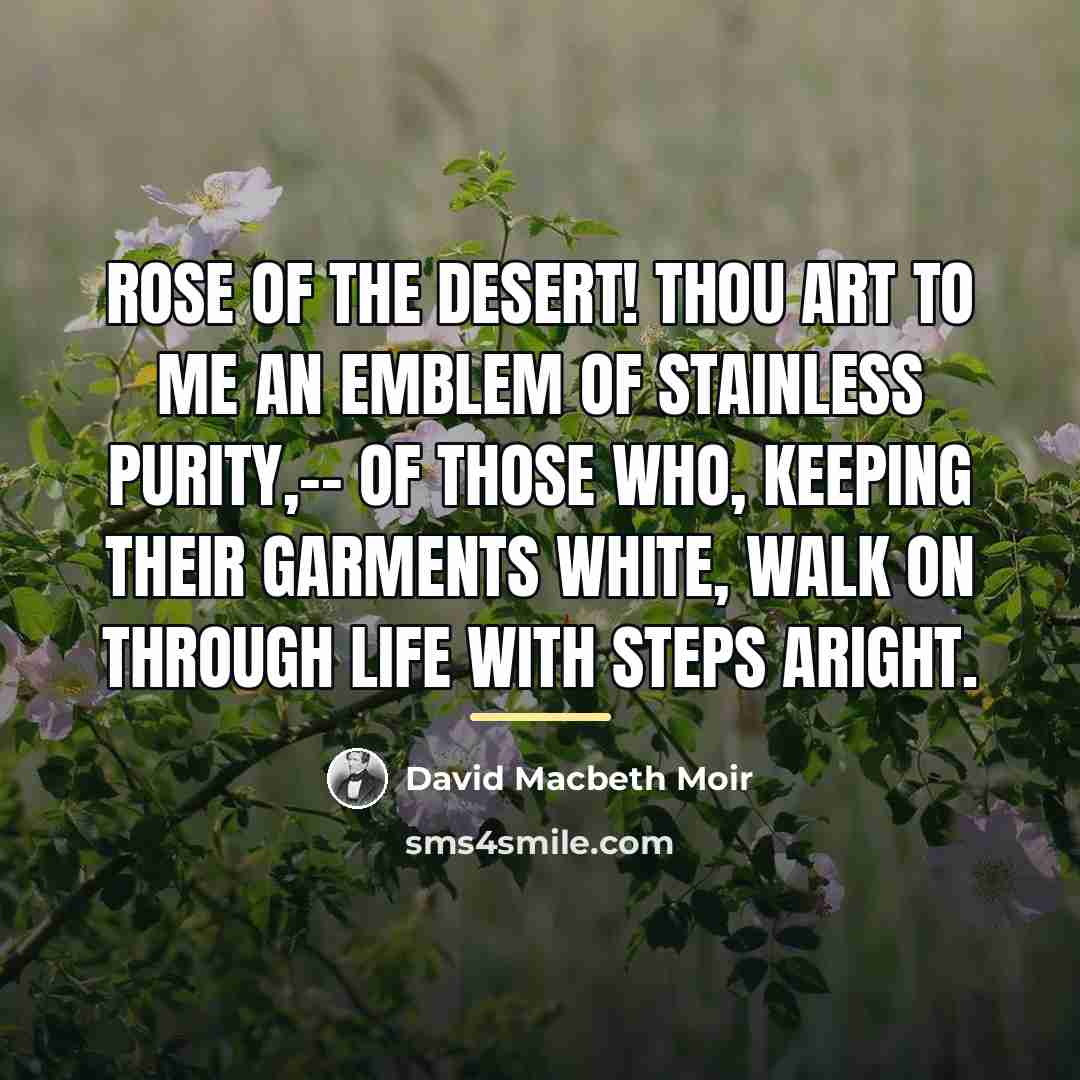“Rose of the desert! thou art to me An emblem…” quote by David Macbeth Moir
