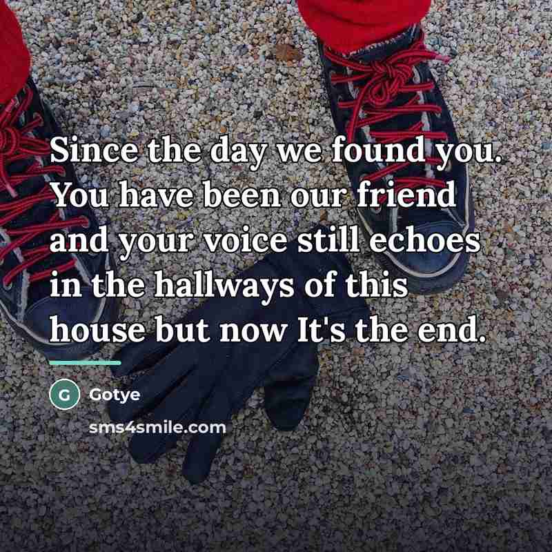 “Since the day we found you. You have been our…” quote by Gotye