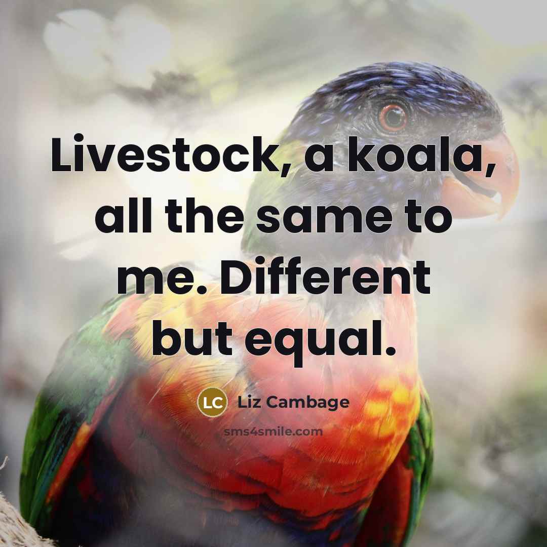 “Livestock, a koala, all the same to me. Different but equal.” quote by Liz Cambage
