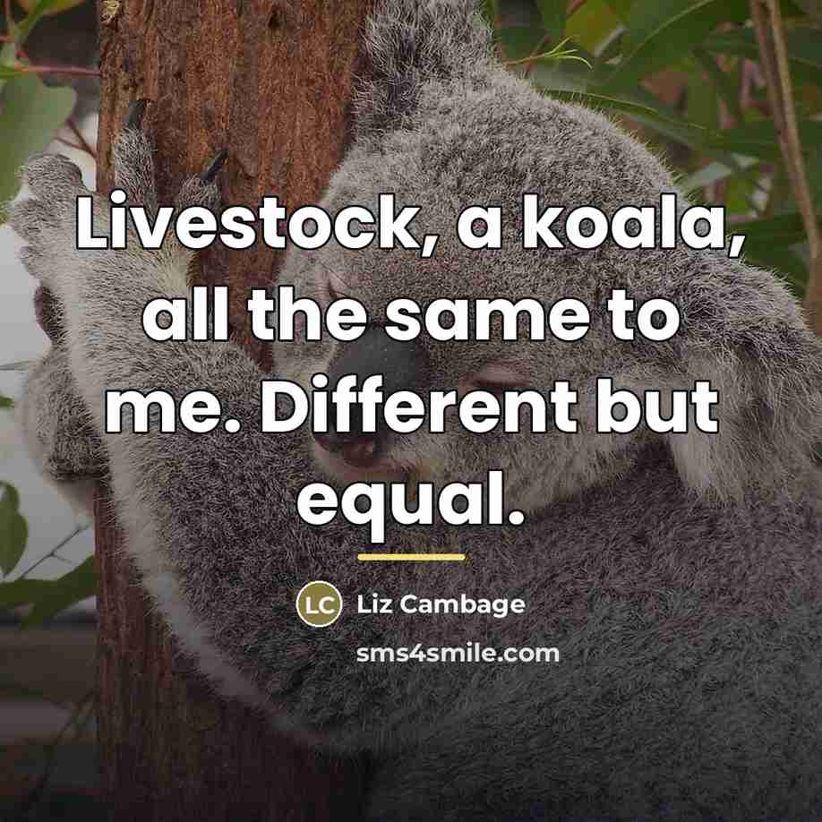 “Livestock, a koala, all the same to me. Different but…” quote by Liz Cambage