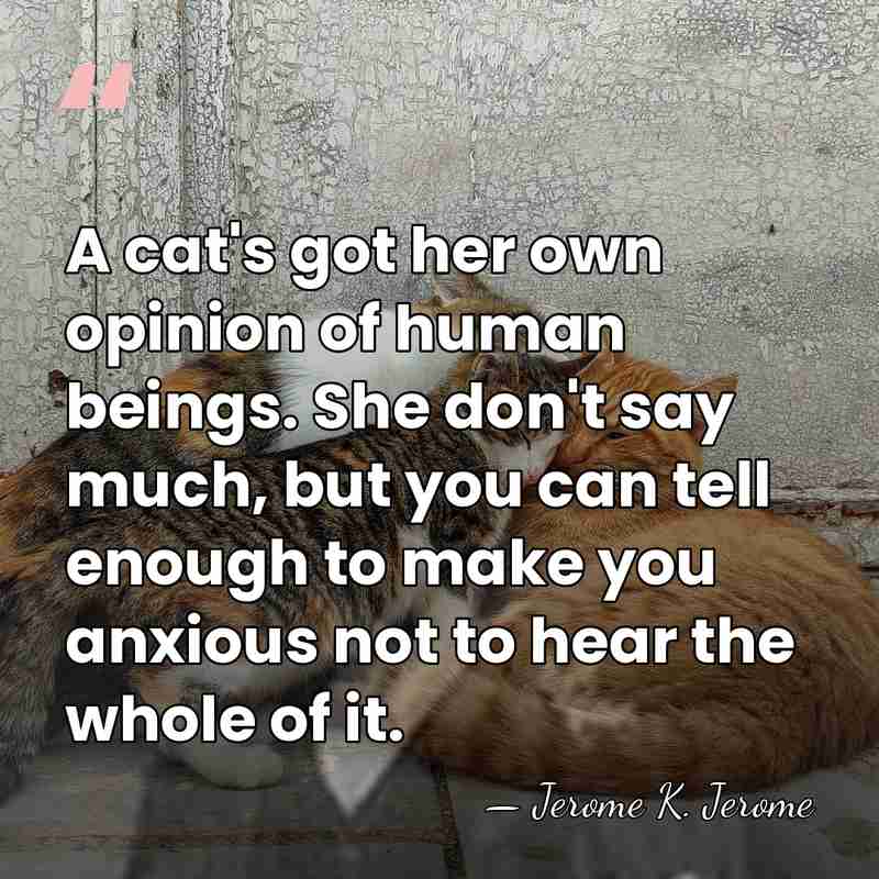 A cat's got her own opinion of human beings. She don't say&hellip; - Jerome K. Jerome