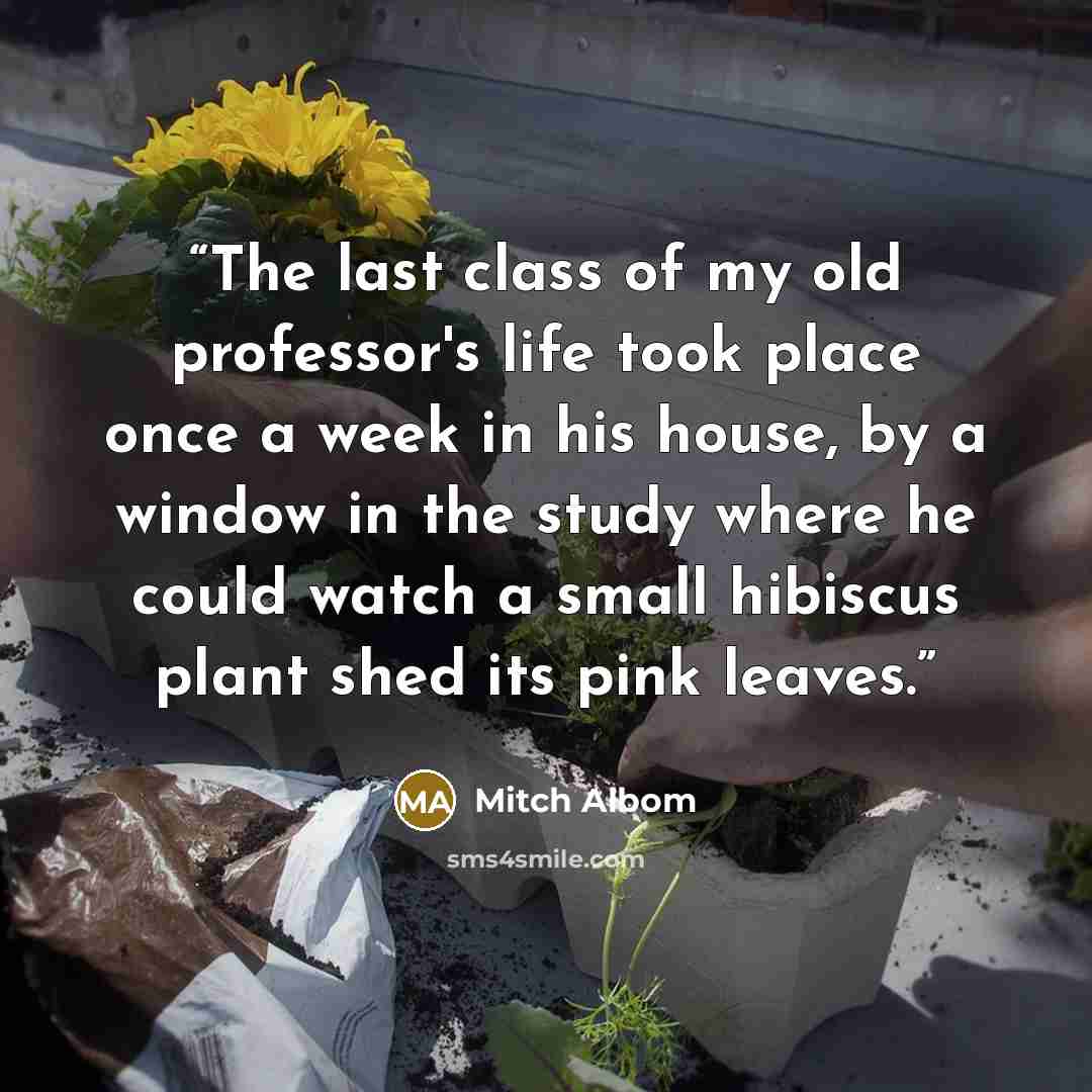 “The last class of my old professor's life took place once a week in his house, by a window in the study where he could watch a small hibiscus plant shed its pink leaves.” quote by Mitch Albom