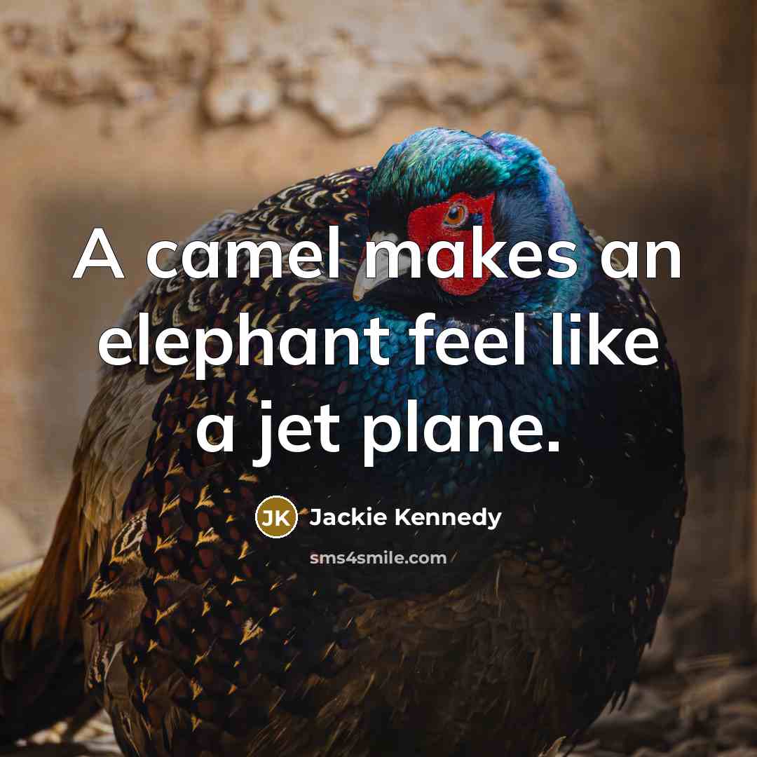 “A camel makes an elephant feel like a jet plane.” quote by Jackie Kennedy