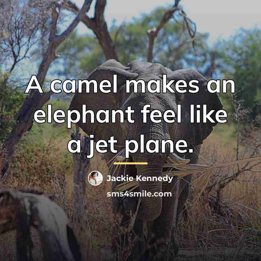“A camel makes an elephant feel like a jet plane.…” quote by Jackie Kennedy