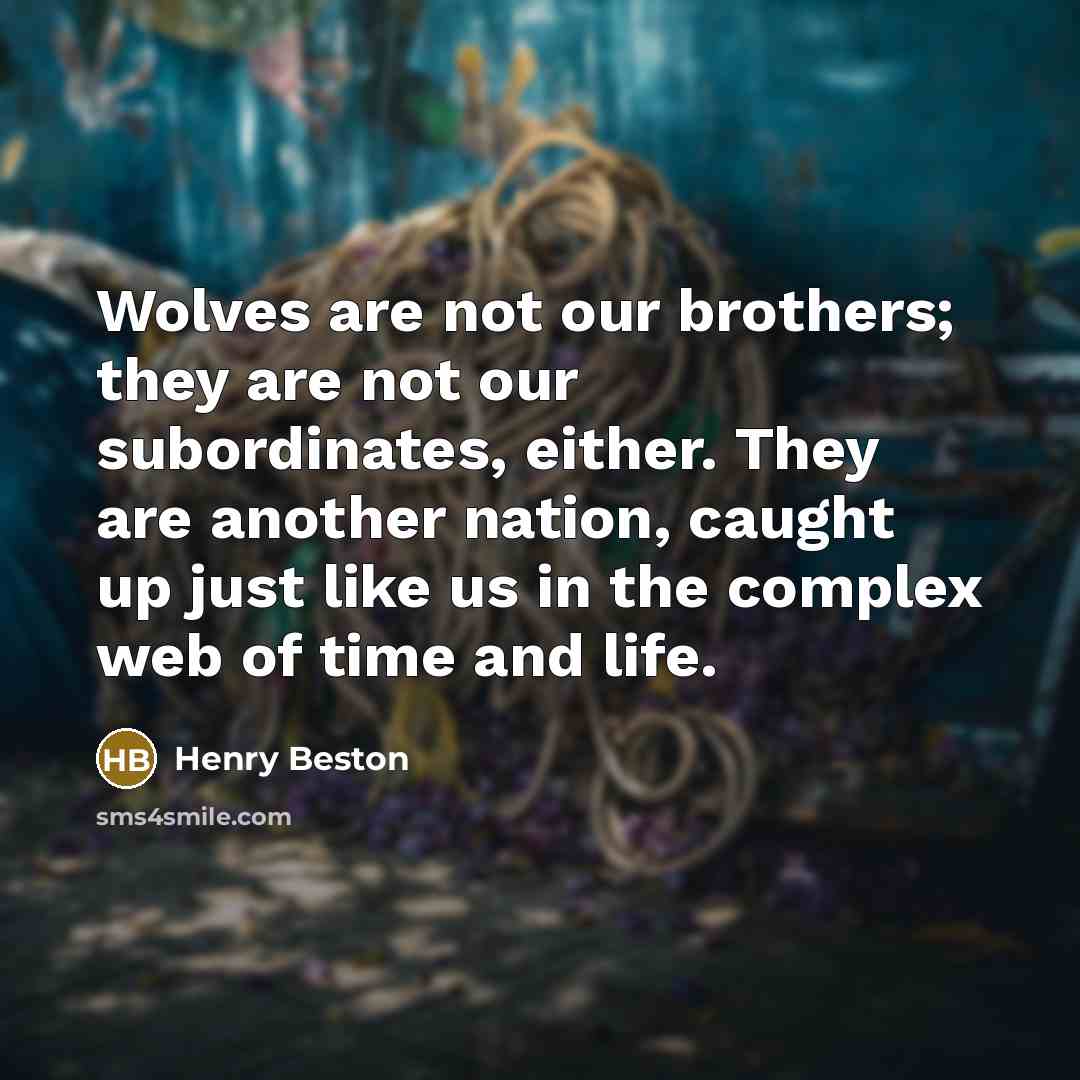“Wolves are not our brothers; they are not our subordinates,…” quote by Henry Beston