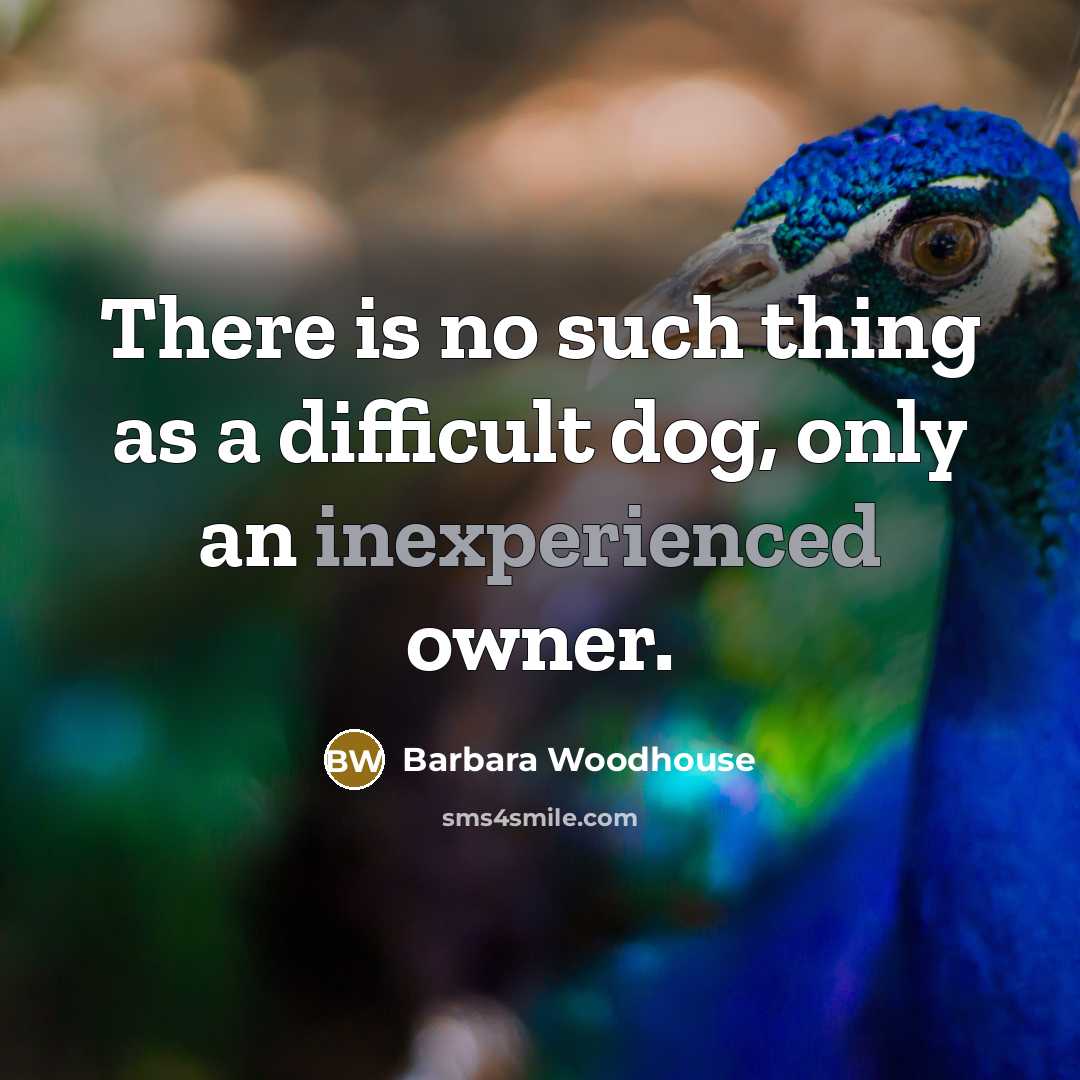 “There is no such thing as a difficult dog, only an inexperienced owner.” quote by Barbara Woodhouse