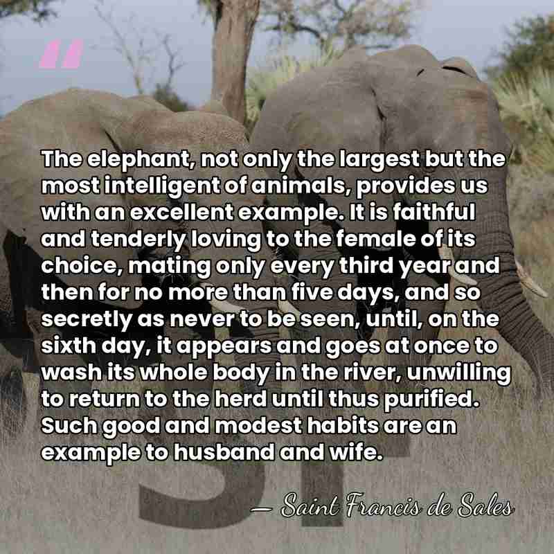 The elephant, not only the largest but the most intelligent of animals,&hellip; - Saint Francis de Sales