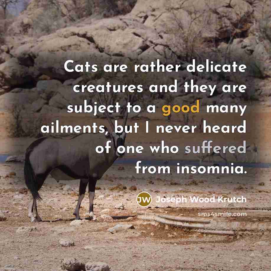“Cats are rather delicate creatures and they are subject to a good many ailments, but I never heard of one who suffered from insomnia.” quote by Joseph Wood Krutch