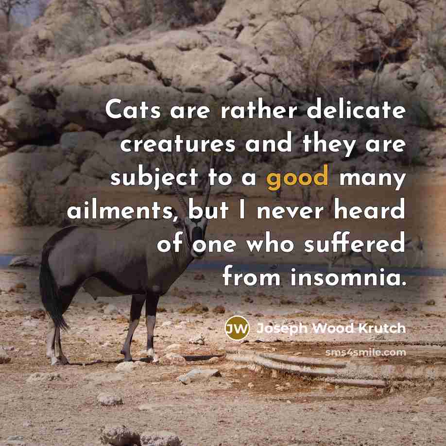 “Cats are rather delicate creatures and they are subject to…” quote by Joseph Wood Krutch