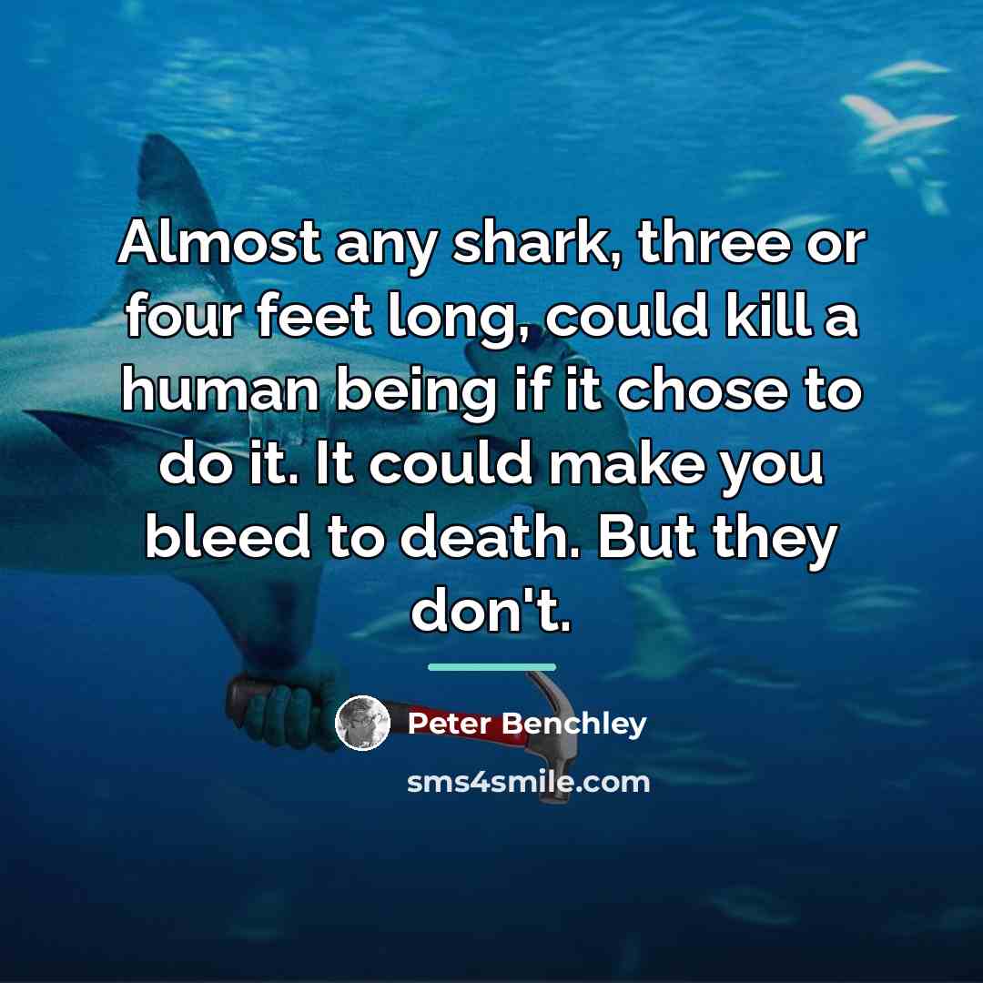 “Almost any shark, three or four feet long, could kill…” quote by Peter Benchley