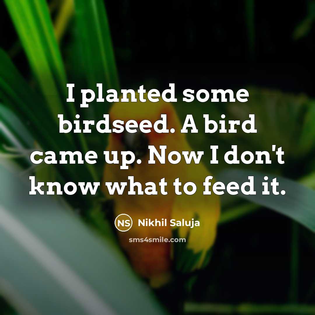 “I planted some birdseed. A bird came up. Now I don't know what to feed it.” quote by Nikhil Saluja