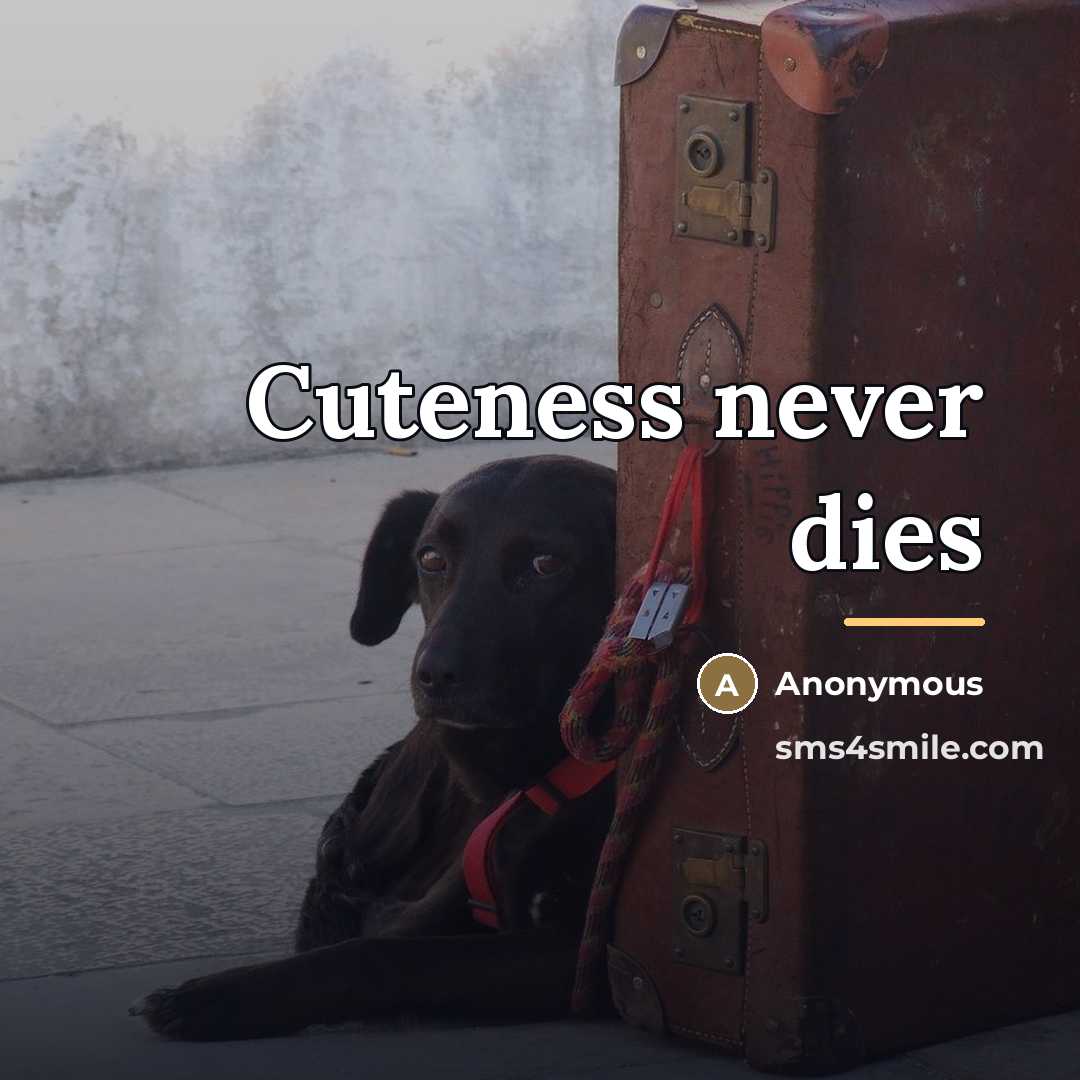“Cuteness never dies…” quote by Anonymous