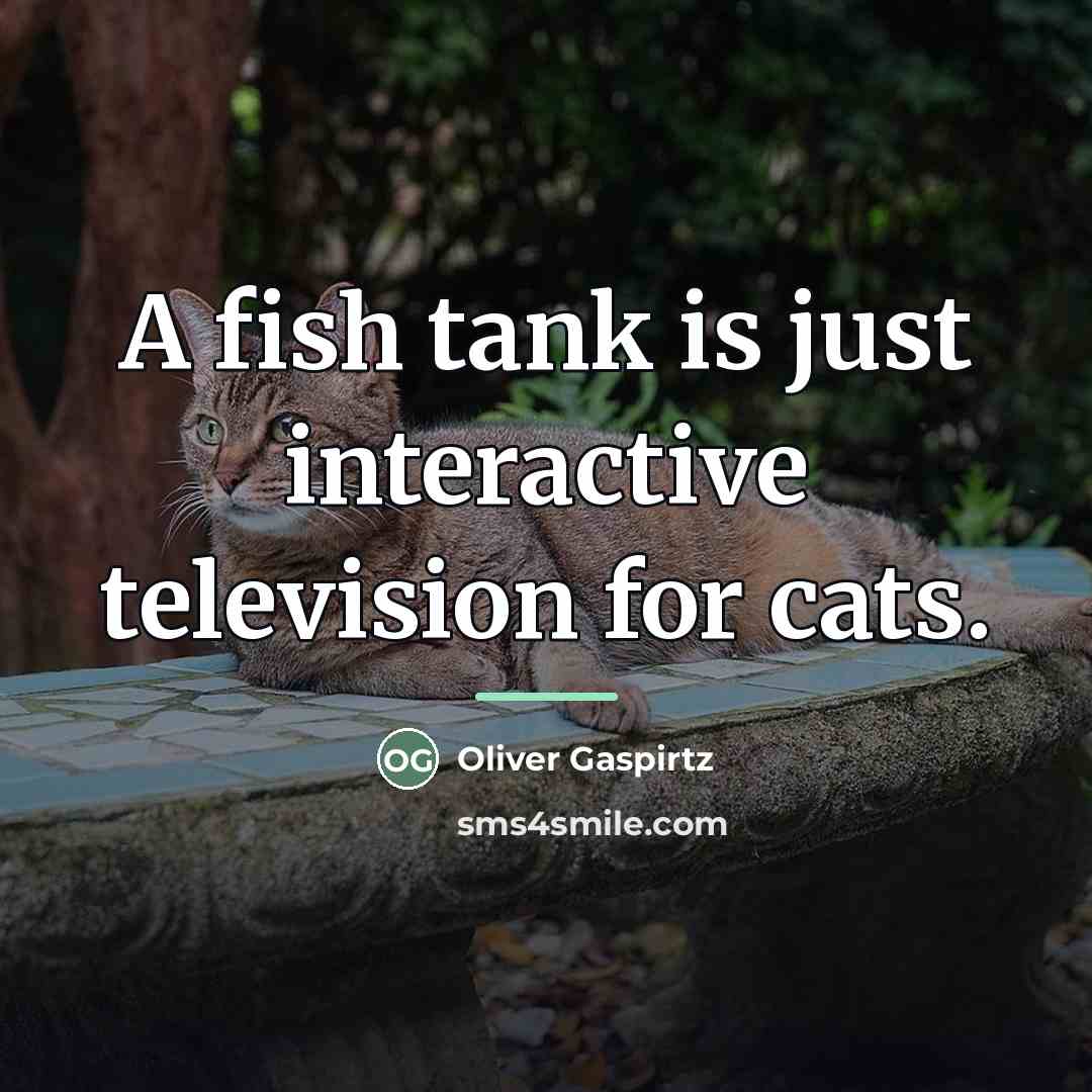 “A fish tank is just interactive television for cats.…” quote by Oliver Gaspirtz