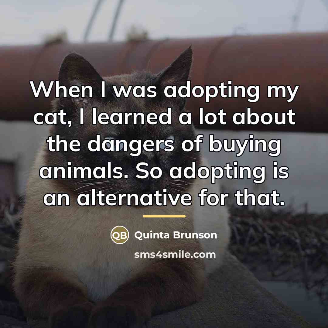 “When I was adopting my cat, I learned a lot…” quote by Quinta Brunson