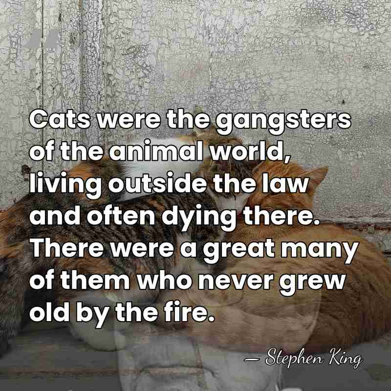Cats were the gangsters of the animal world, living outside the law&hellip; - Stephen King