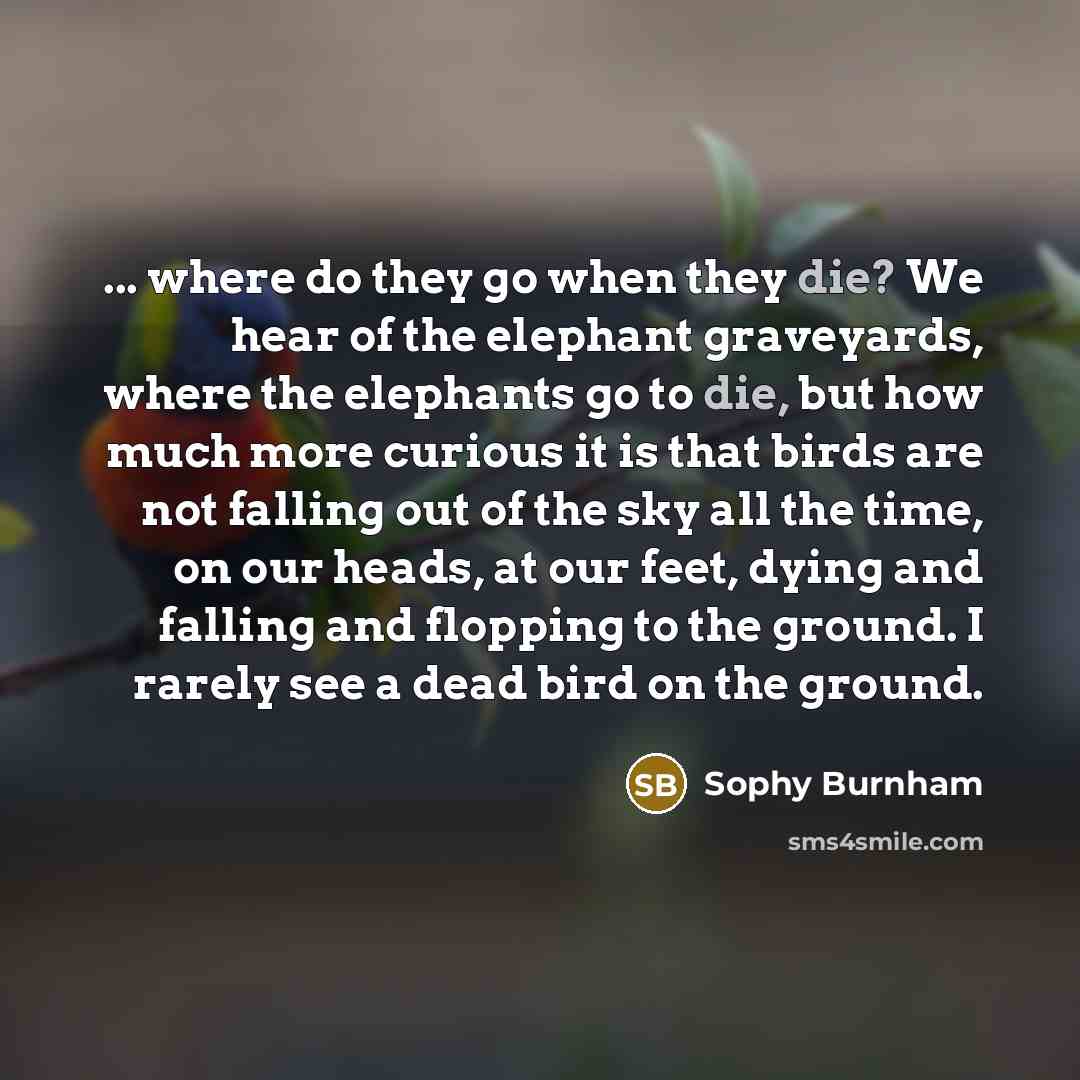 “... where do they go when they die? We hear…” quote by Sophy Burnham