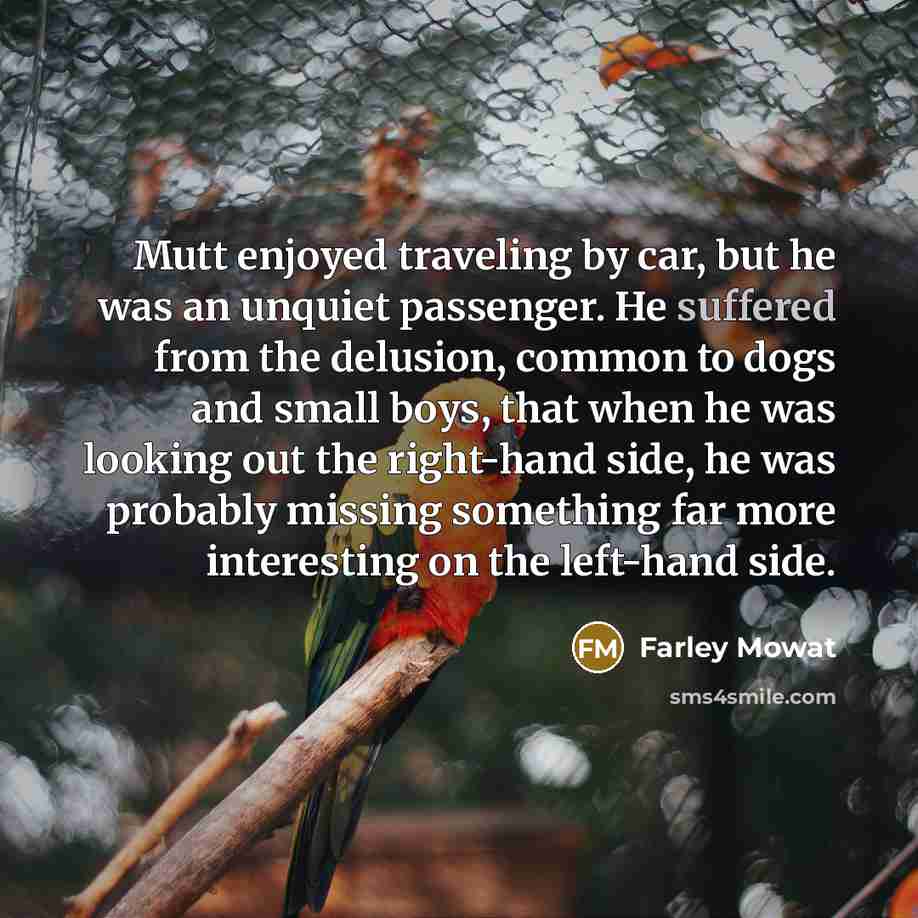 “Mutt enjoyed traveling by car, but he was an unquiet passenger. He suffered from the delusion, common to dogs and small boys, that when he was looking out the right-hand side, he was probably missing something far more interesting on the left-hand side.” quote by Farley Mowat