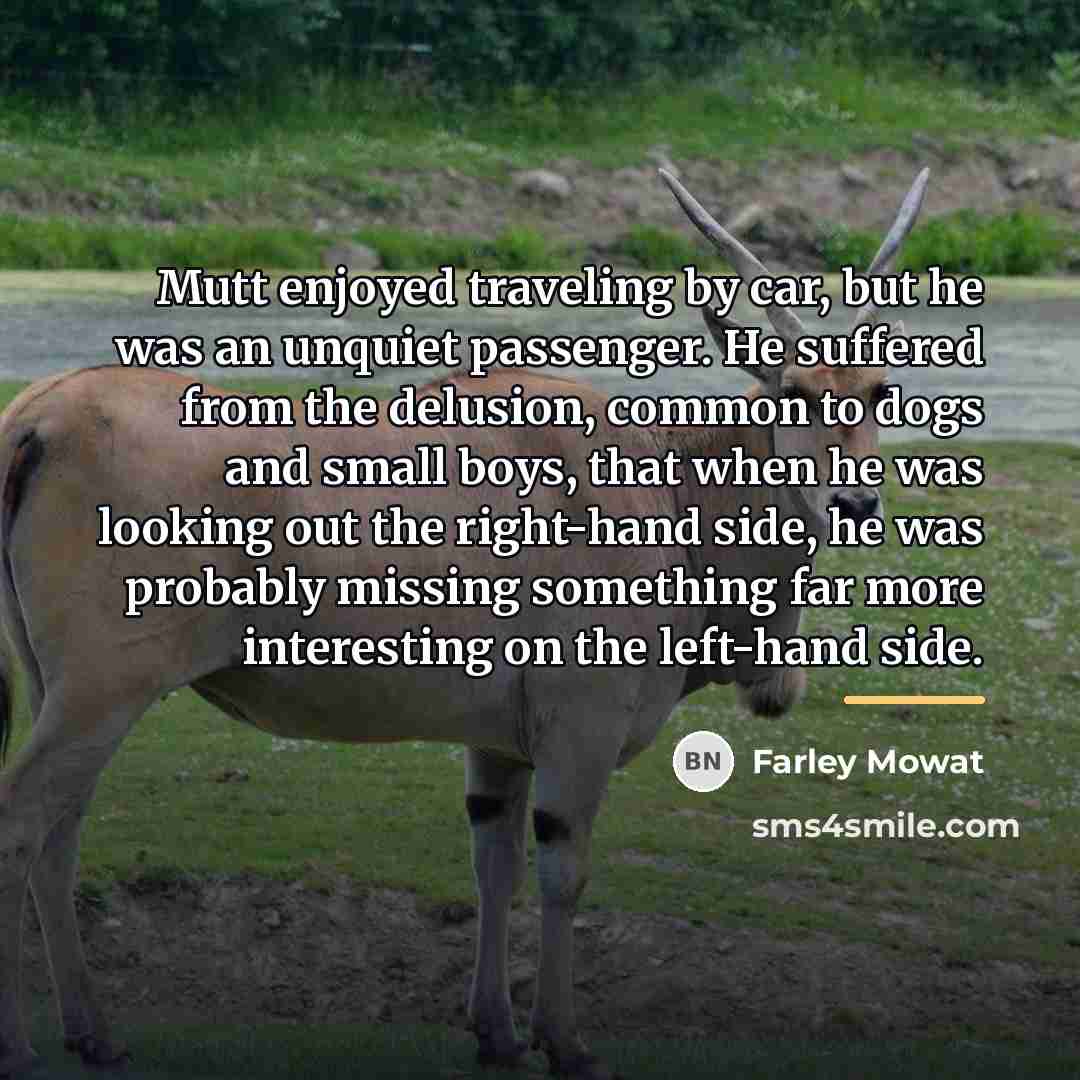 “Mutt enjoyed traveling by car, but he was an unquiet…” quote by Farley Mowat