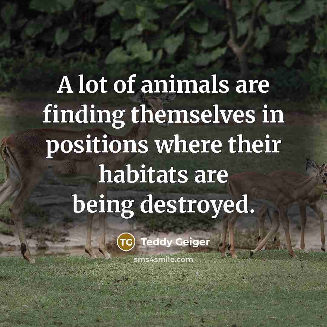 “A lot of animals are finding themselves in positions where…” quote by Teddy Geiger