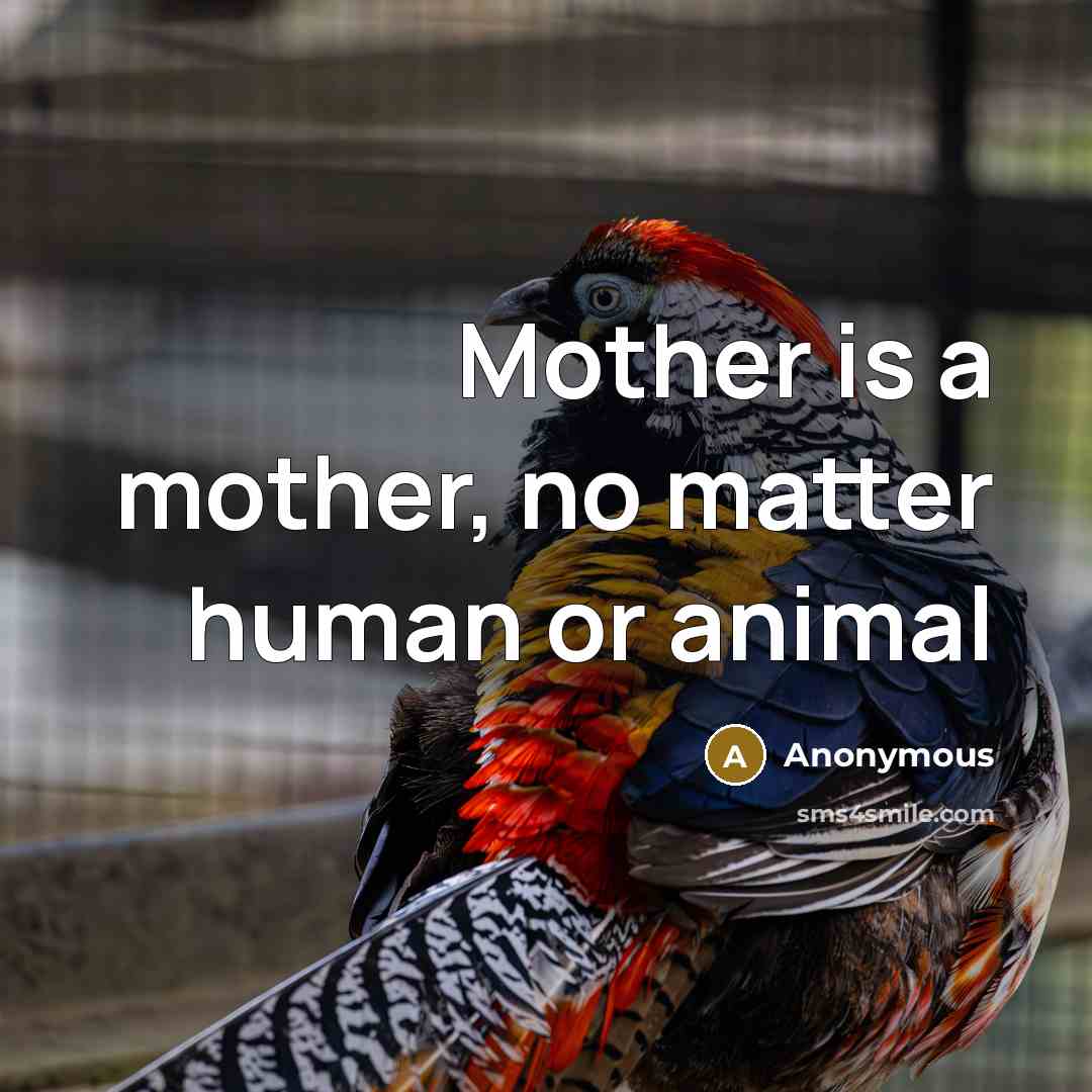 “Mother is a mother, no matter human or animal” quote by Anonymous