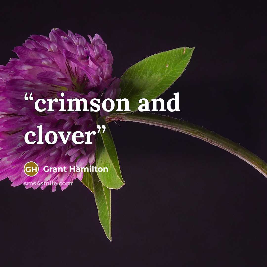 “crimson and clover” quote by Grant Hamilton