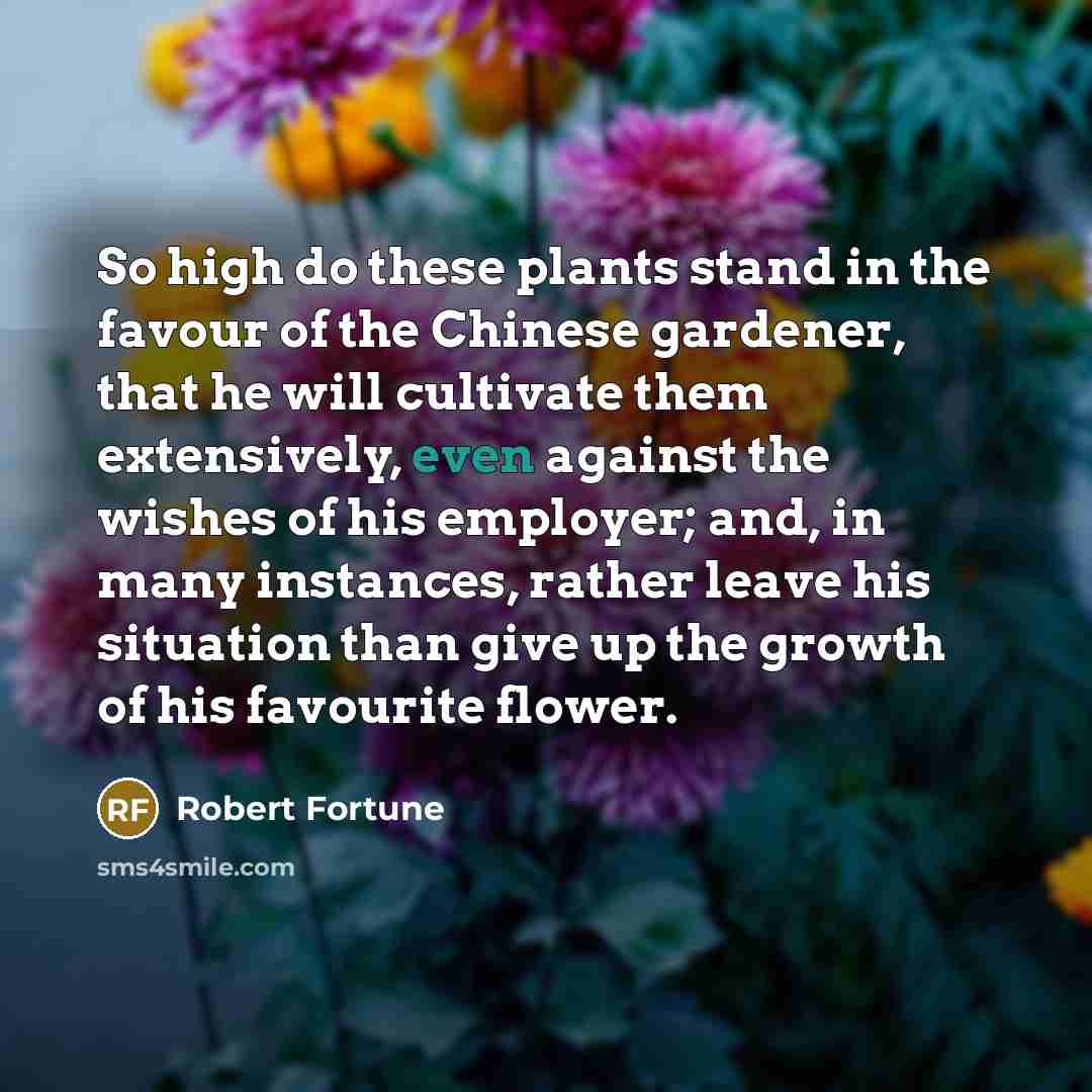 “So high do these plants stand in the favour of…” quote by Robert Fortune
