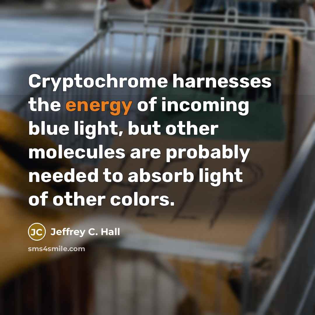 “Cryptochrome harnesses the energy of incoming blue light, but other…” quote by Jeffrey C. Hall